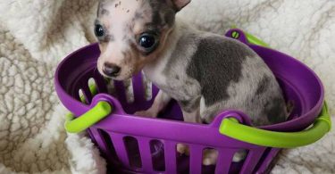 All female Rat Terriers