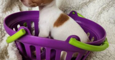 All female Rat Terriers