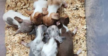 All female Rat Terriers