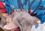 American Pitbull bully mix puppies