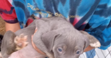 American Pitbull bully mix puppies