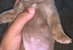 Purebred American Bully puppies