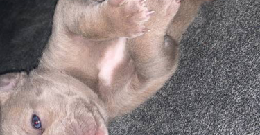 Purebred American Bully puppies