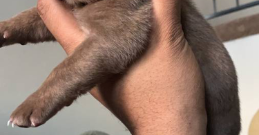 Purebred American Bully puppies