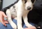 3 Texas Heeler puppies for sale