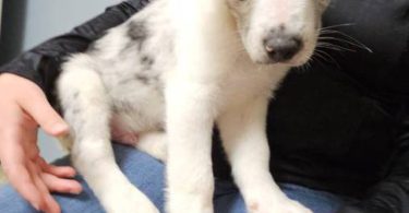 3 Texas Heeler puppies for sale