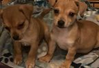 Chihuahua Jack Russell puppies
