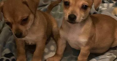 Chihuahua Jack Russell puppies