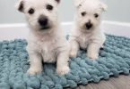 Gorgeous Westie/Scottish Terrier puppy