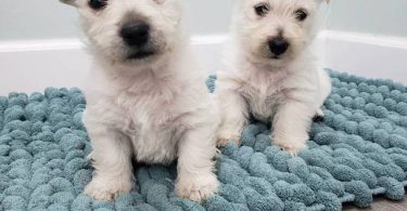 Gorgeous Westie/Scottish Terrier puppy