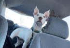 Young Male White Pitbull puppy