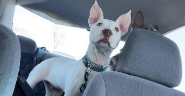 Young Male White Pitbull puppy