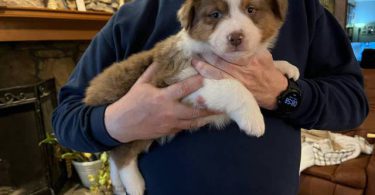 Red tri and red merle Aussie