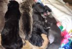 Full blooded Cane Corso puppies for sale