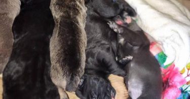 Full blooded Cane Corso puppies for sale