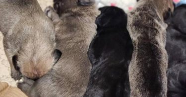 Full blooded Cane Corso puppies for sale