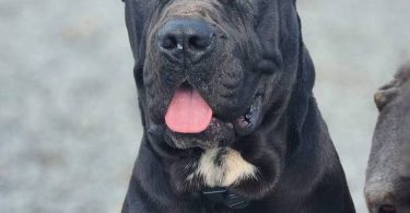 Full blooded Cane Corso puppies for sale