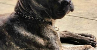 Full blooded Cane Corso puppies for sale