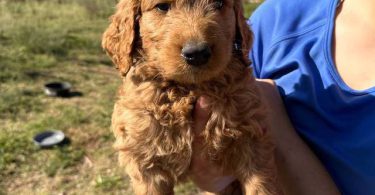 Sweet Goldendoodle puppies for adoption