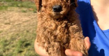 Sweet Goldendoodle puppies for adoption