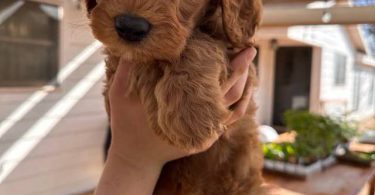 Sweet Goldendoodle puppies for adoption