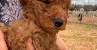 Sweet Goldendoodle puppies for adoption