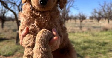 Sweet Goldendoodle puppies for adoption