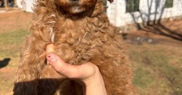 Sweet Goldendoodle puppies for adoption