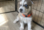 4 Siberian Huskies