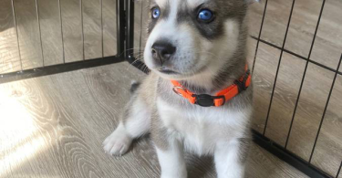 4 Siberian Huskies