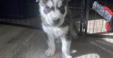 4 Siberian Huskies