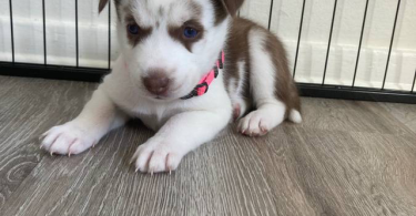 4 Siberian Huskies