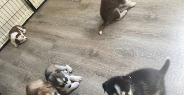 4 Siberian Huskies