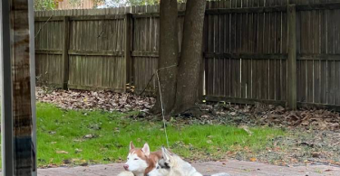 4 Siberian Huskies