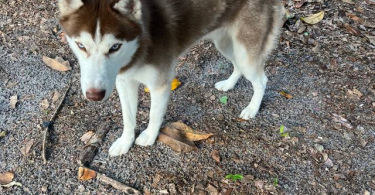 4 Siberian Huskies