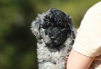 Portuguese Water Dog/poodle mix puppies