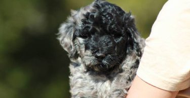 Portuguese Water Dog/poodle mix puppies