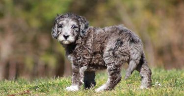 Portuguese Water Dog/poodle mix puppies