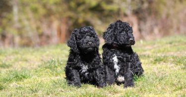 Portuguese Water Dog/poodle mix puppies
