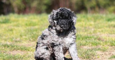Portuguese Water Dog/poodle mix puppies