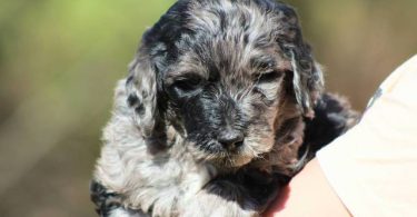 Portuguese Water Dog/poodle mix puppies