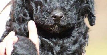 Portuguese Water Dog/poodle mix puppies