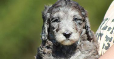 Portuguese Water Dog/poodle mix puppies