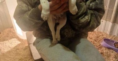 3 adorable JRT puppies