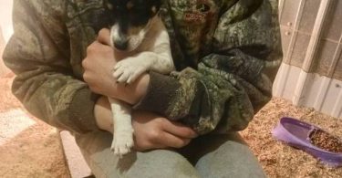 3 adorable JRT puppies