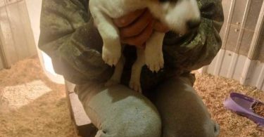 3 adorable JRT puppies