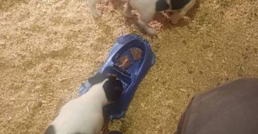 3 adorable JRT puppies