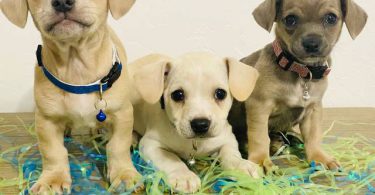 3 Easter Chiweenie puppies