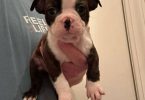 5 boys and 1 girl puppies