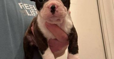 5 boys and 1 girl puppies